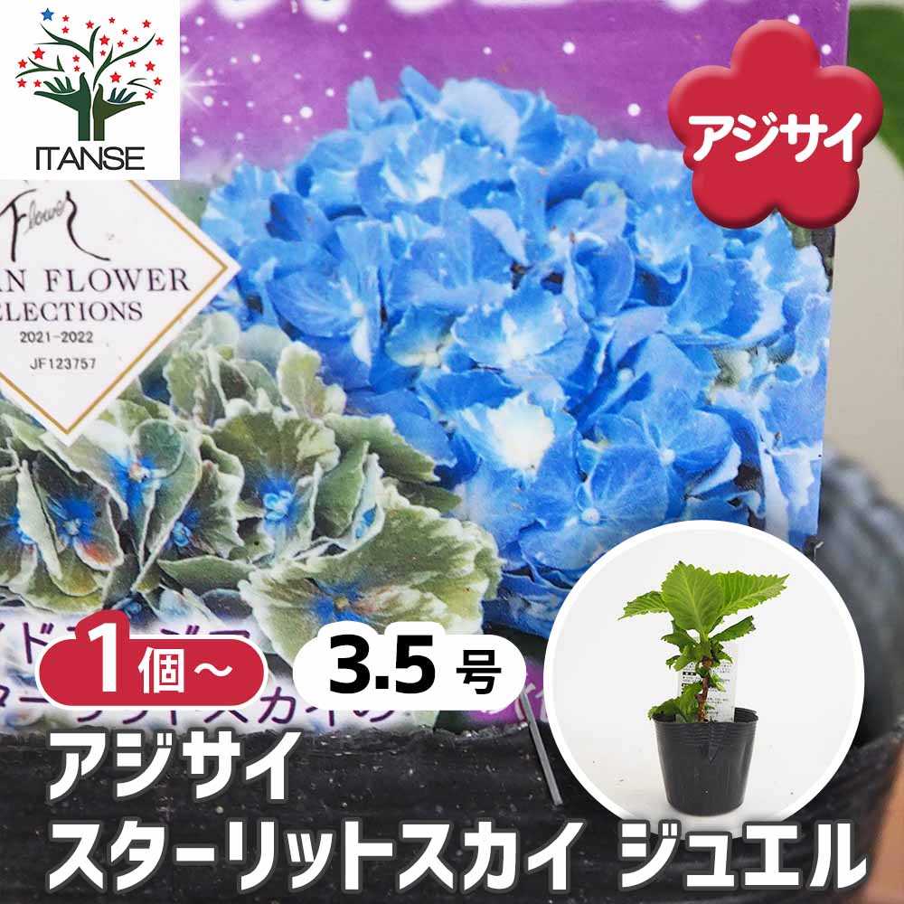 アジサイ スターリットスカイ ジュエル 【花木苗 3.5号】｜ 【植物の