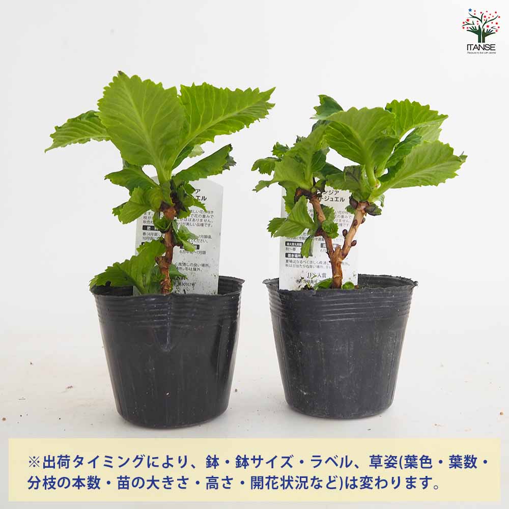 アジサイ スターリットスカイ ジュエル 【花木苗 3.5号】｜ 【植物の
