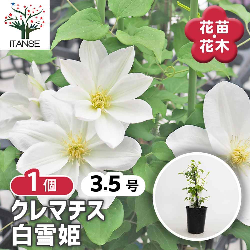 クレマチス 白雪姫 【花苗 3.5号／1個売り】｜ 【植物のITANSE