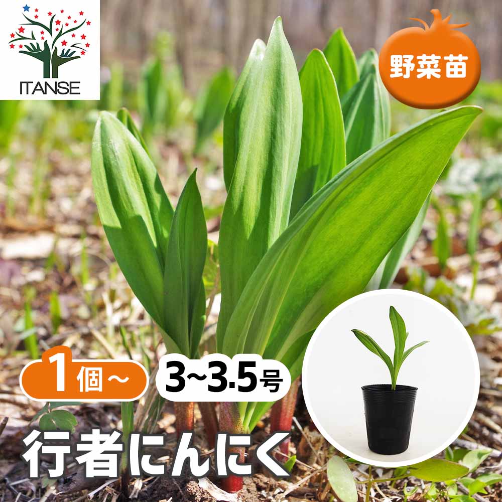 天然物　行者ニンニク　苗　この現品限り！ 行者にんにく 【野菜の苗 3号】｜ 【植物のITANSE】全品送料無料