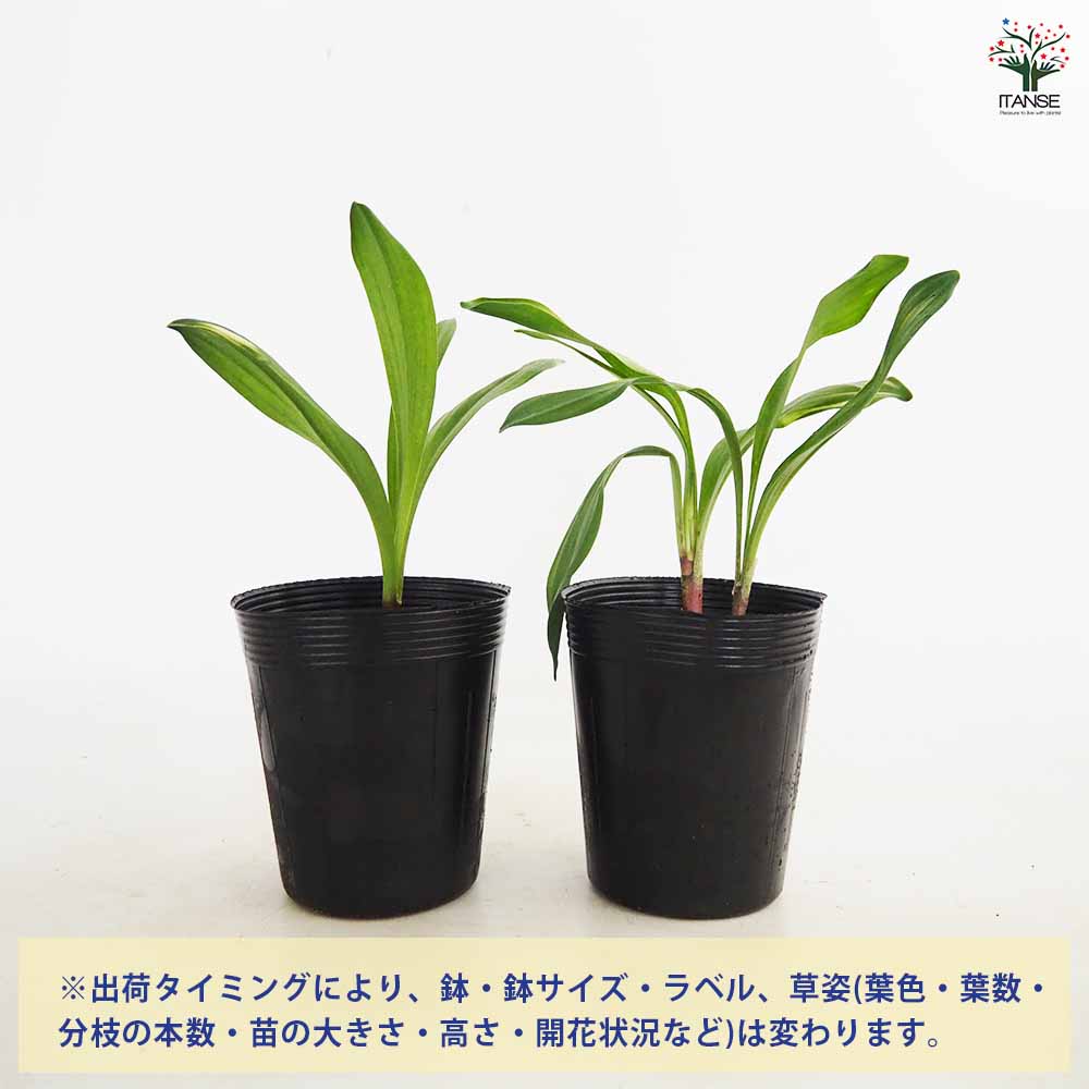 行者にんにく 【野菜の苗 3号】｜ 【植物のITANSE】全品送料無料