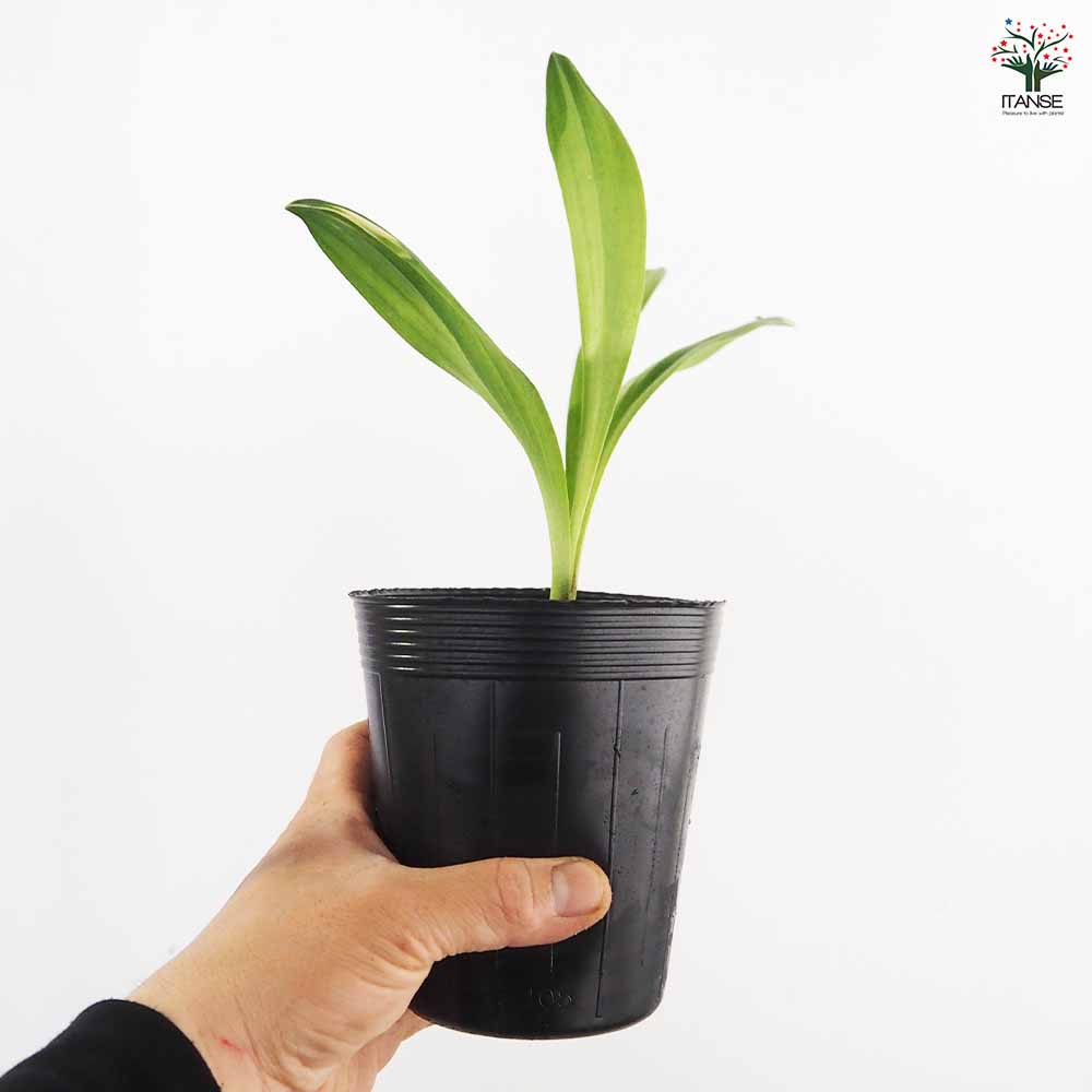 行者にんにく 【野菜の苗 3号】｜ 【植物のITANSE】全品送料無料