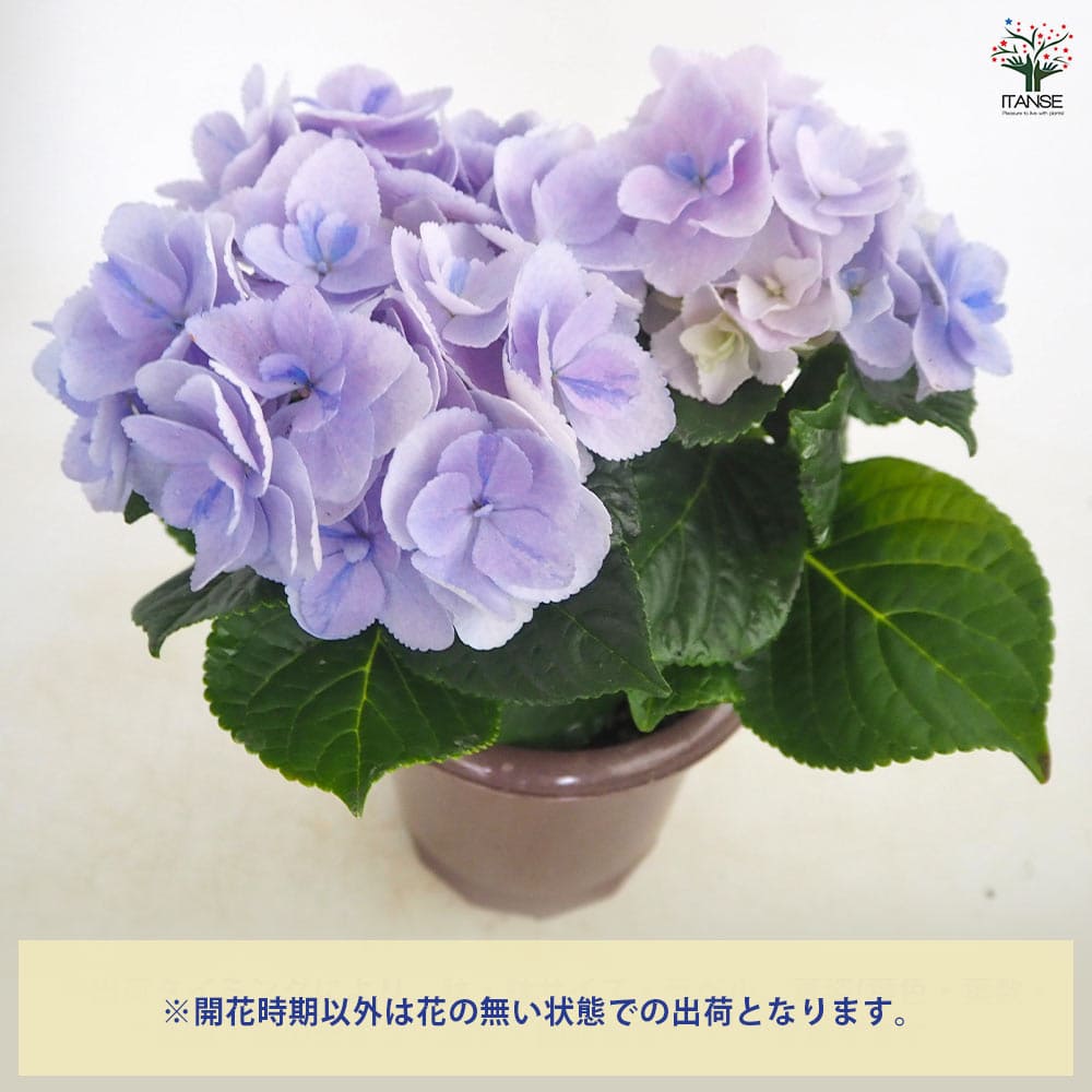 アジサイ メルヴェイユ 【花木苗 4号】｜ 【植物のITANSE】全品