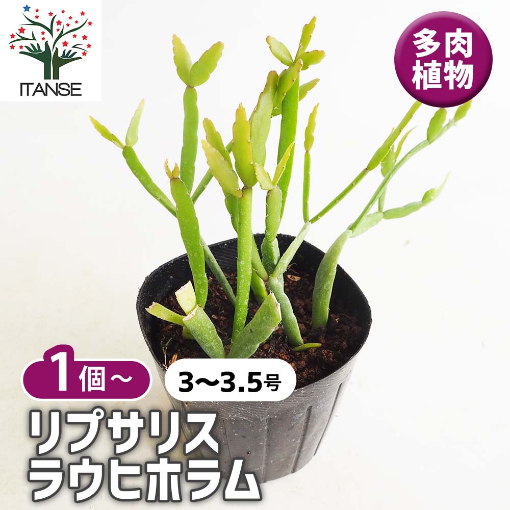 リプサリス ラウヒホラム 【多肉植物 3号】｜ 【植物のITANSE