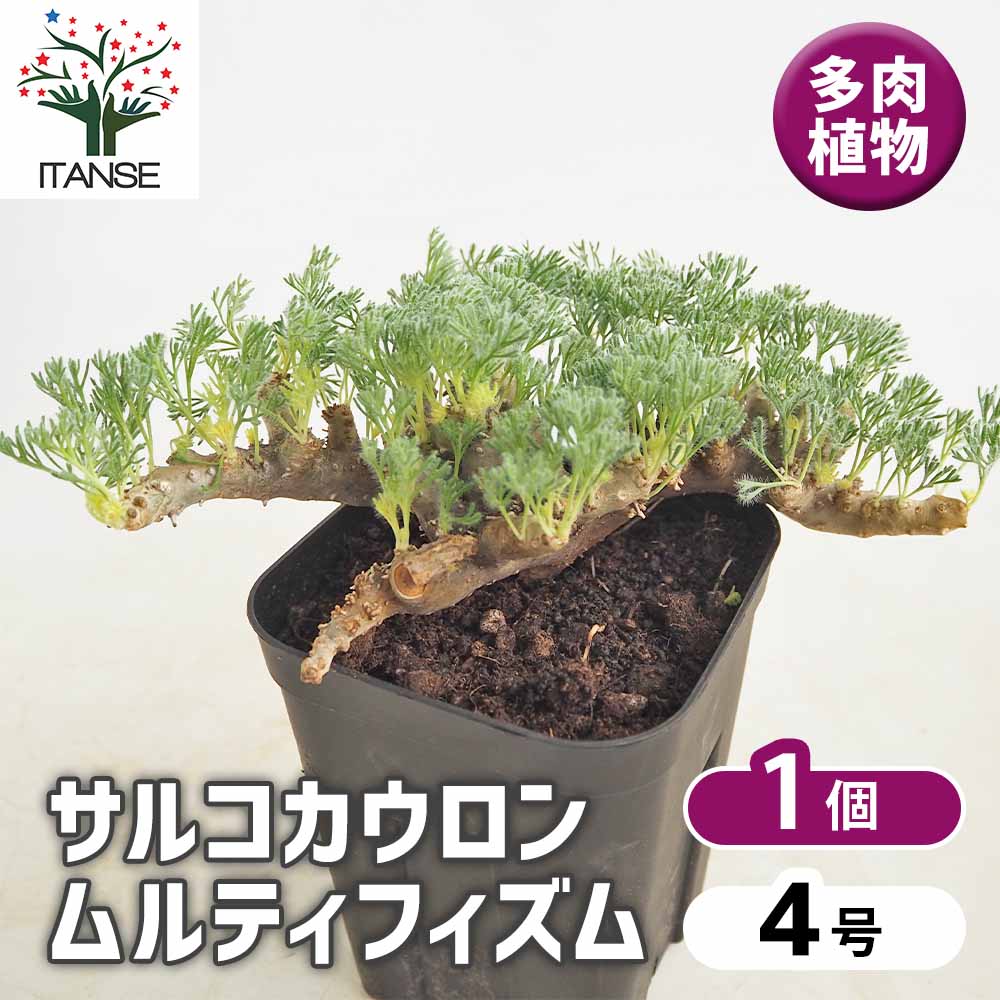 サルコカウロン ムルティフィズム 【多肉植物 4号／1個売り】｜ 【植物