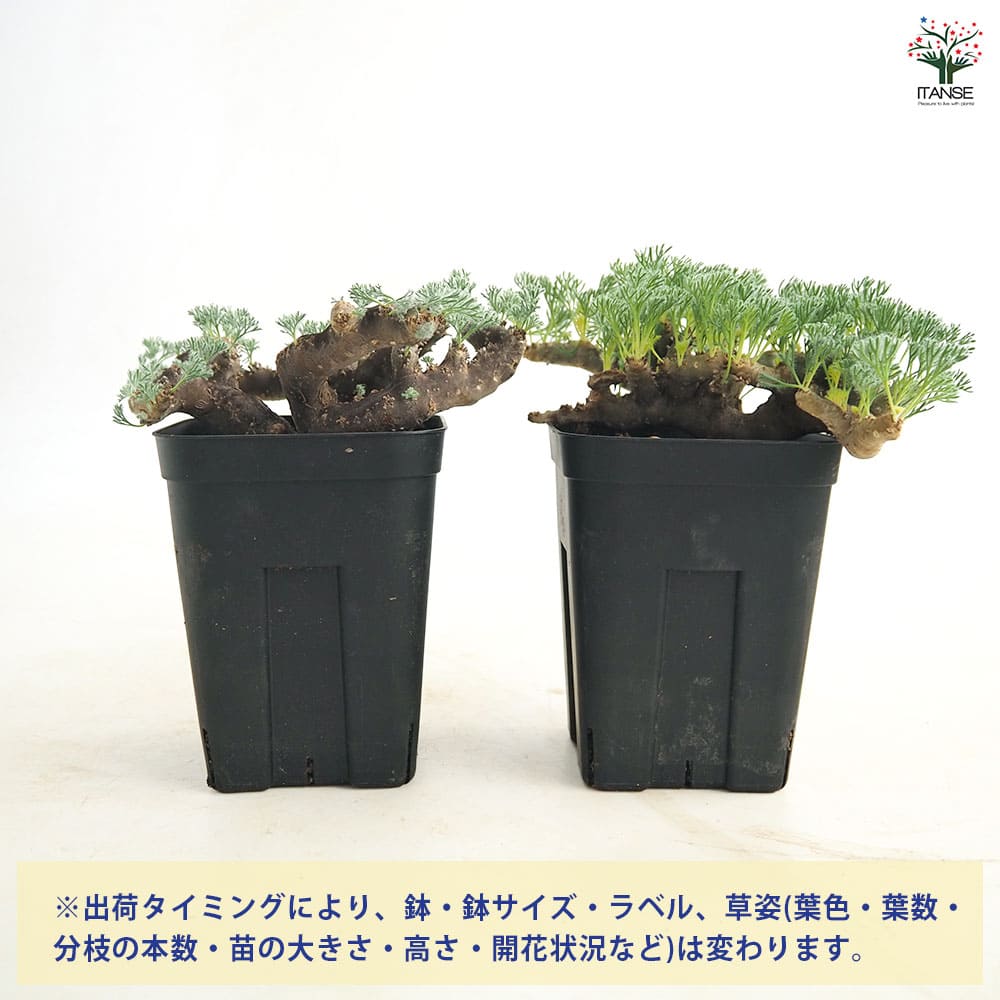 サルコカウロン ムルティフィズム 【多肉植物 4号／1個売り】｜ 【植物