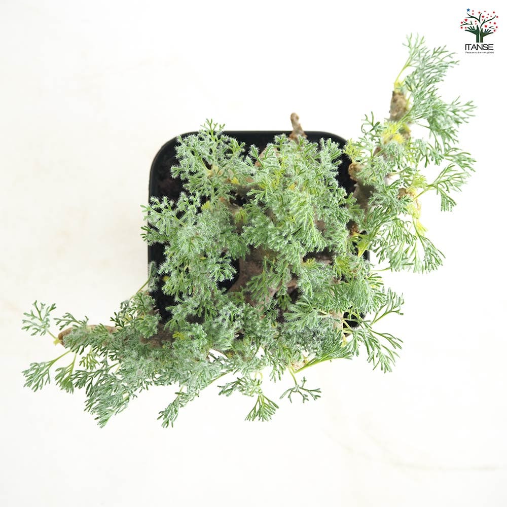 サルコカウロン ムルティフィズム 【多肉植物 4号／1個売り】｜ 【植物