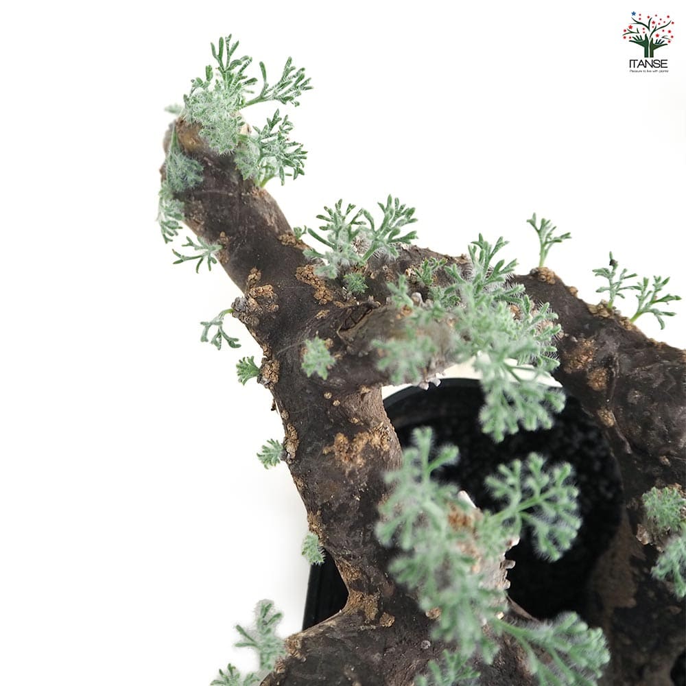 サルコカウロン ムルティフィズム 【多肉植物 4号／1個売り】｜ 【植物