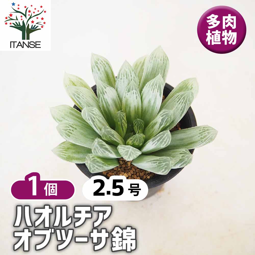 ハオルチア オブツーサ錦 【多肉植物 2.5号／1個売り】｜ 【植物の