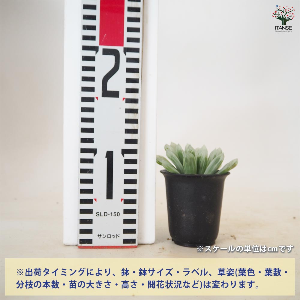 ハオルチア オブツーサ錦 【多肉植物 2.5号／1個売り】｜ 【植物の