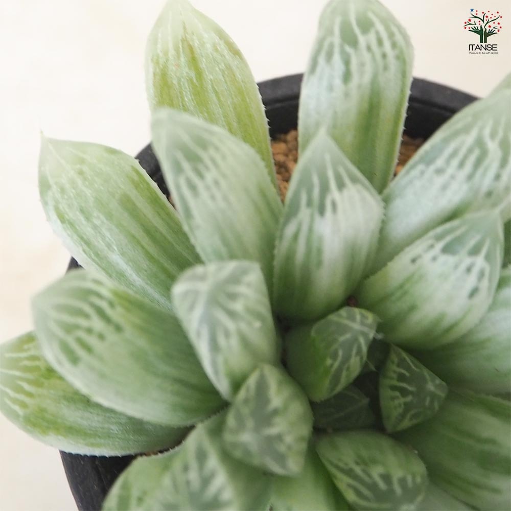 ハオルチア オブツーサ錦 【多肉植物 2.5号／1個売り】｜ 【植物の