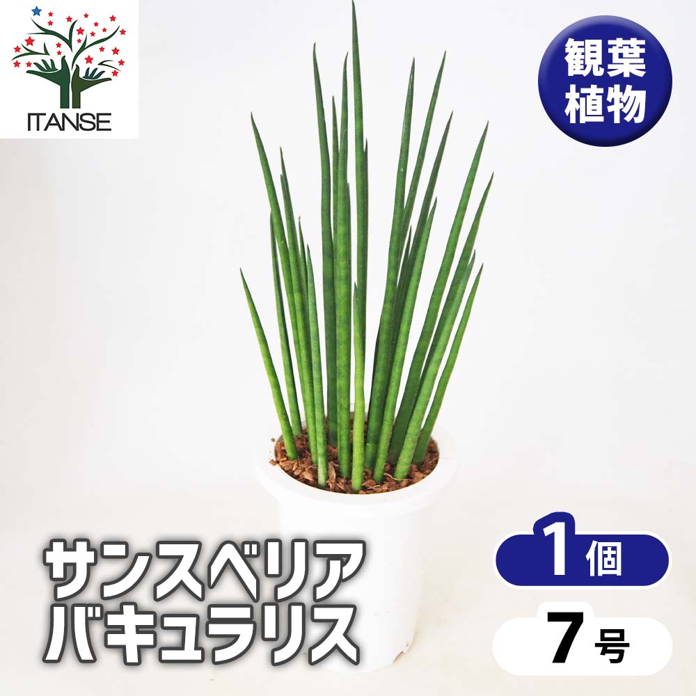 サンスベリア バキュラリス 【 観葉植物 7号 ／1個売り 】｜ 【植物の