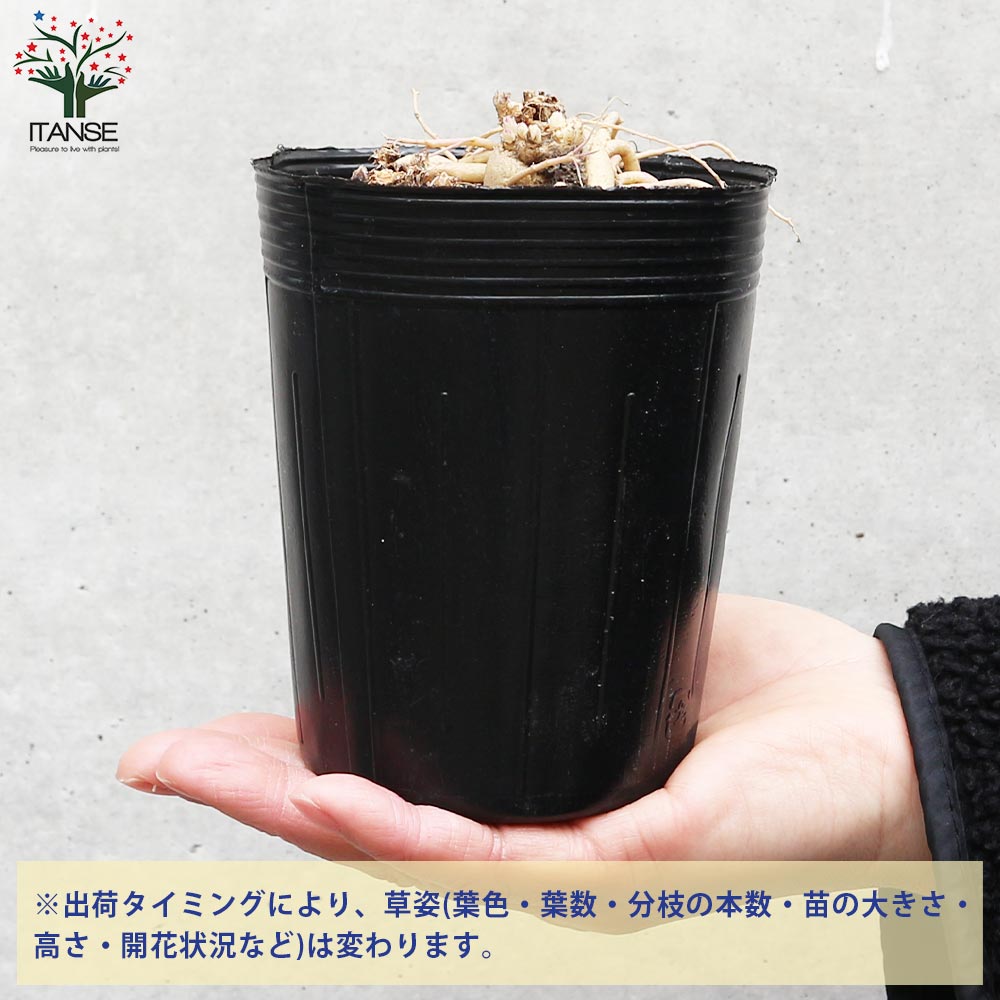 桔梗の苗 ピンク花／多年草【花苗 3.5号ロングポット苗／1個売り