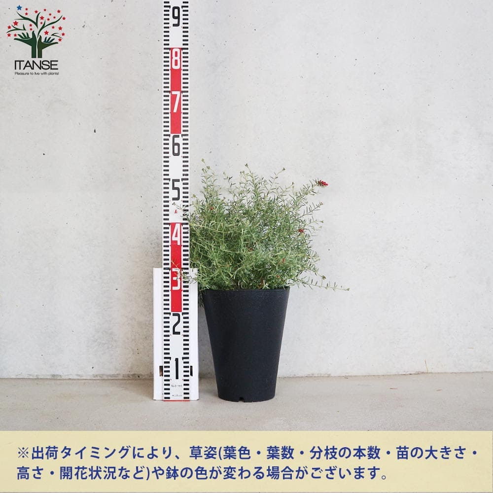 グレビレア ラベンダーグレビレア【花苗 7号鉢／1個売り】｜ 【植物の