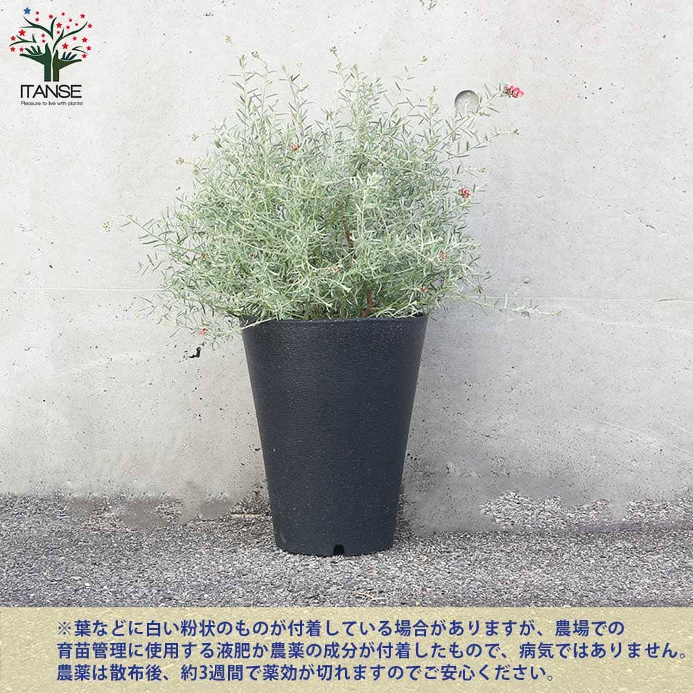 グレビレア ラベンダーグレビレア【花苗 7号鉢／1個売り】｜ 【植物の