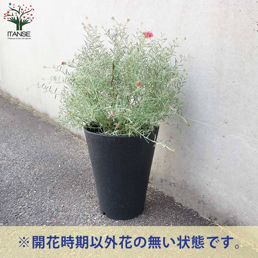 グレビレア ラベンダーグレビレア【花苗 7号鉢／1個売り】｜ 【植物の