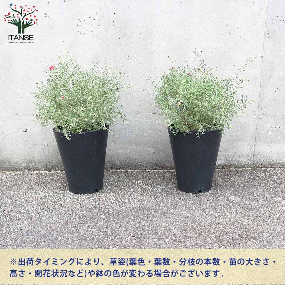 グレビレア ラベンダーグレビレア【花苗 7号鉢／1個売り】｜ 【植物の