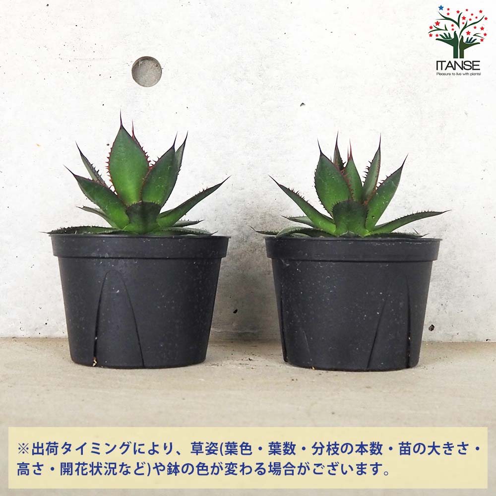 アガベ ホリダ【多肉植物 5号鉢／1個売り】｜ 【植物の