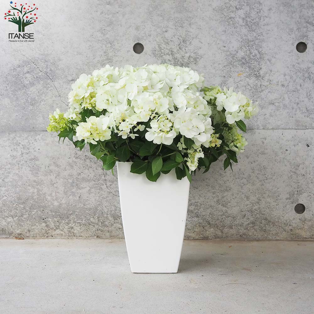 アジサイ ラグランジア・シャンデリーニ【花苗 7号鉢/1個売り アジサイ ラグランジア・シャンデリーニ【花苗 7号鉢/1個売り