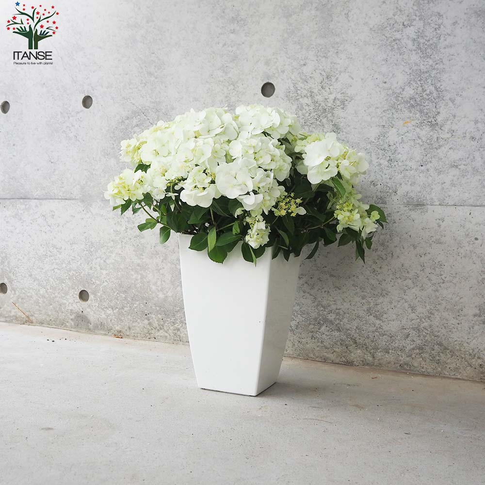 アジサイ ラグランジア・シャンデリーニ【花苗 7号鉢／1個売り