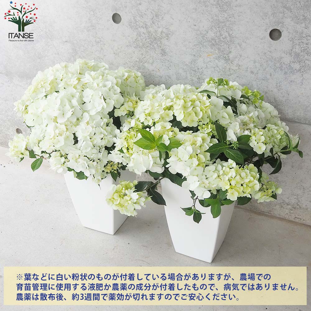 【花苗】ラグランジア　シャンデリーニ　タグ付き　正規品　お花開花中 国華園オンラインショップ / 花木苗 アジサイ ラグランジアR