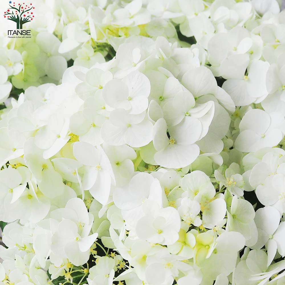 アジサイ ラグランジア・シャンデリーニ【花苗 7号鉢／1個売り