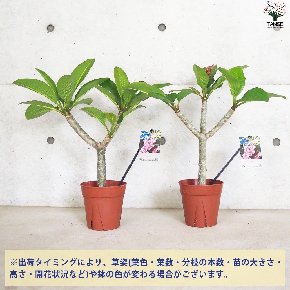 プルメリア苗木 品種：エルシー【花苗 5号鉢／1個売り】｜ 【植物の