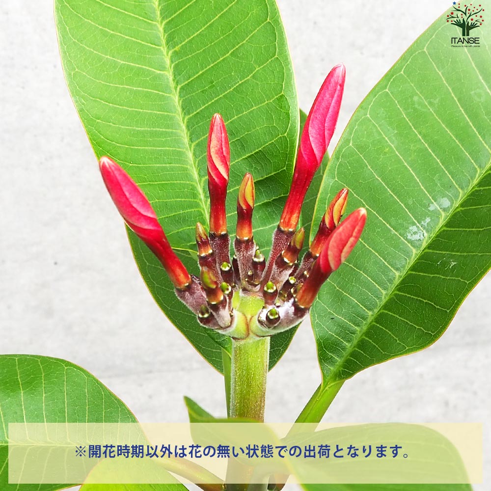 プルメリア苗木 品種：エルシー【花苗 5号鉢／1個売り】｜ 【植物の