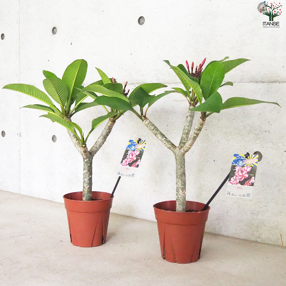 プルメリア苗木 品種：エルシー【花苗 5号鉢／1個売り】｜ 【植物の