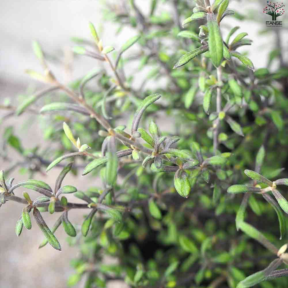 コロキア コトネアスター 【庭木 5号鉢】｜ 【植物のITANSE