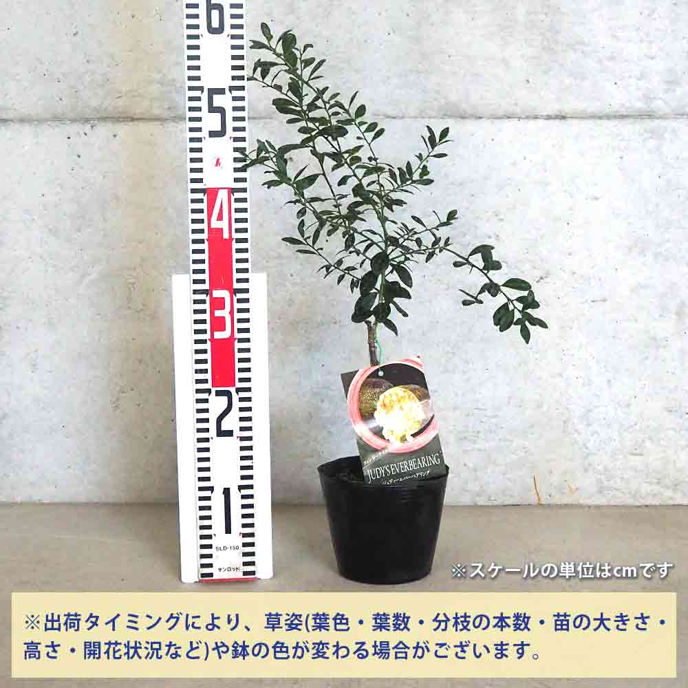 フィンガーライム ジュディーエバーベアリング 【果樹の苗木 4.5号ポット／1個売り】