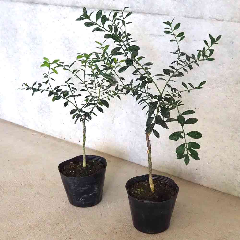 フィンガーライム ジュディーエバーベアリング 【果樹の苗木 4.5号