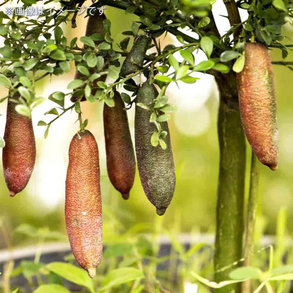 フィンガーライム ジュディーエバーベアリング 【果樹の苗木 4.5