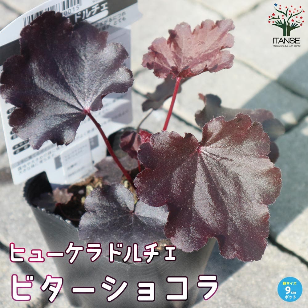 ヒューケラ・ドルチェ・ビターショコラ【花苗 9cmポット苗 カラーリーフ・多年草】