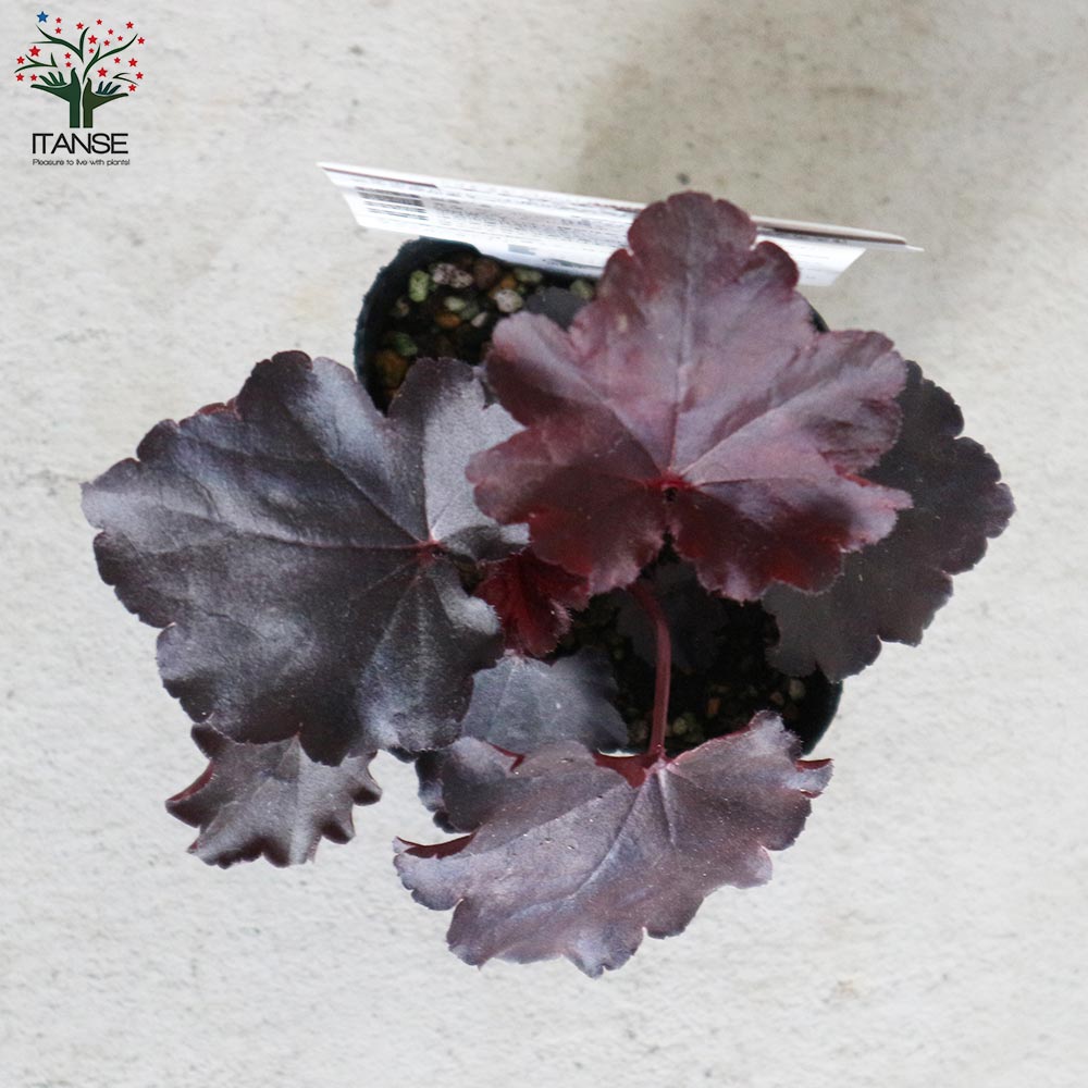 ヒューケラ・ドルチェ・ビターショコラ【花苗 9cmポット苗 カラーリーフ・多年草】