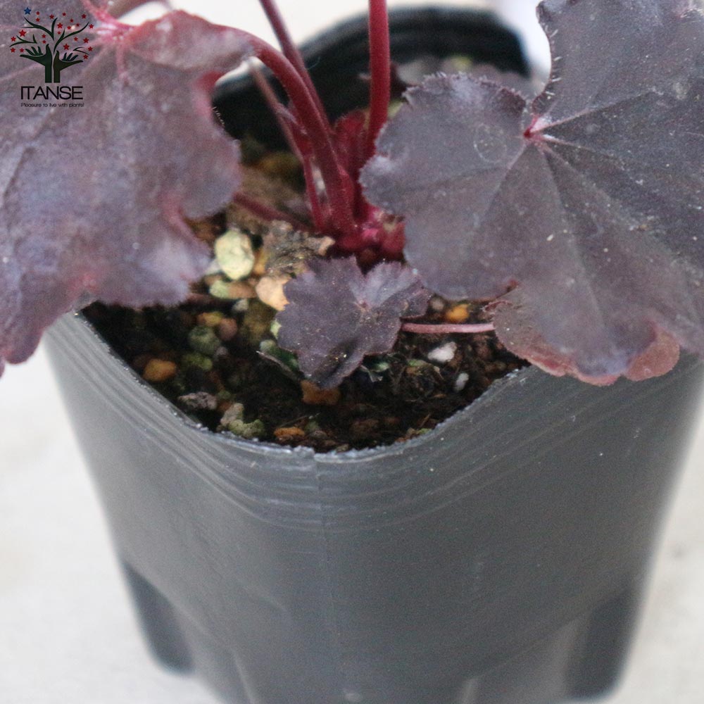 ヒューケラ・ドルチェ・ビターショコラ【花苗 9cmポット苗 カラーリーフ・多年草】