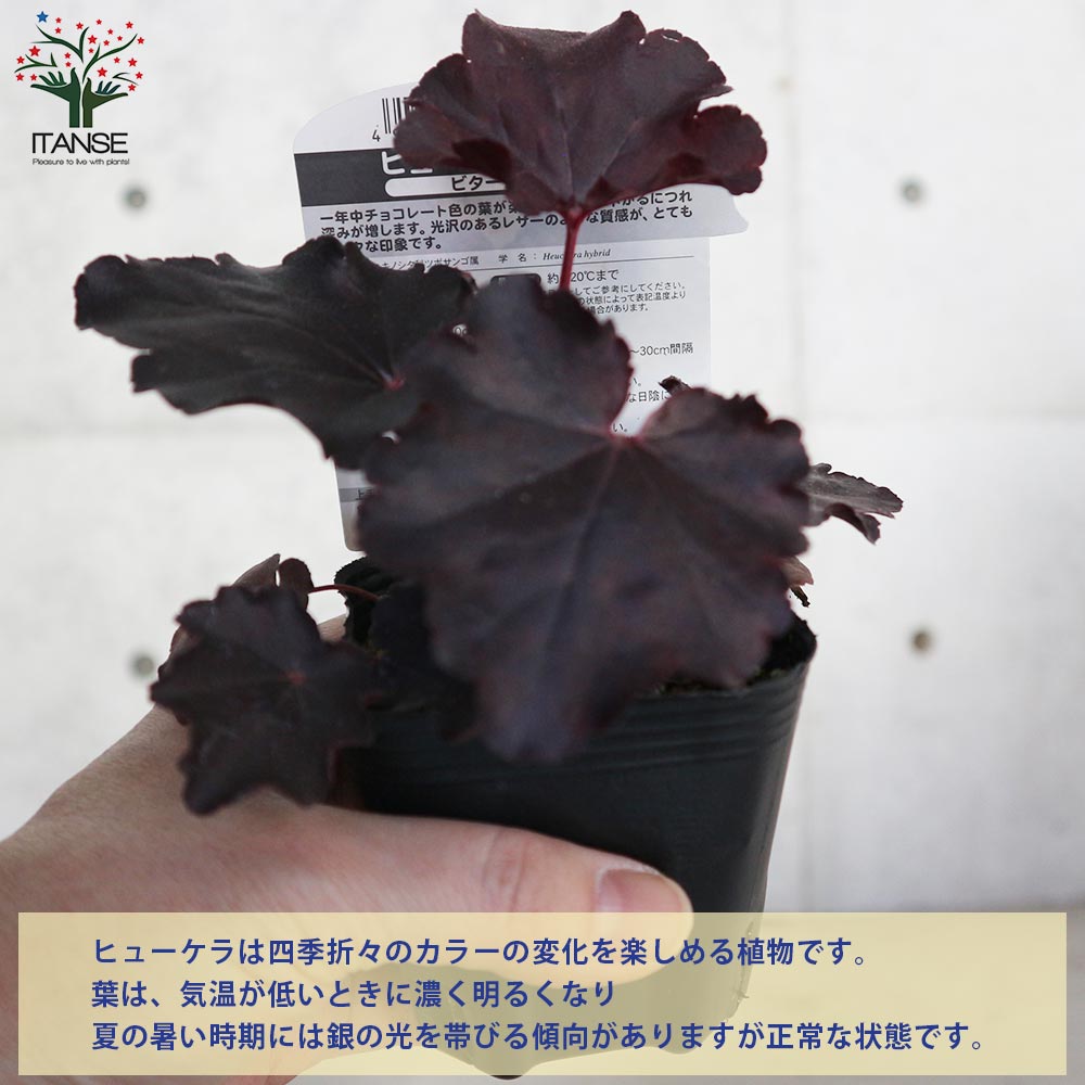 ヒューケラ・ドルチェ・ビターショコラ【花苗 9cmポット苗 カラーリーフ・多年草】
