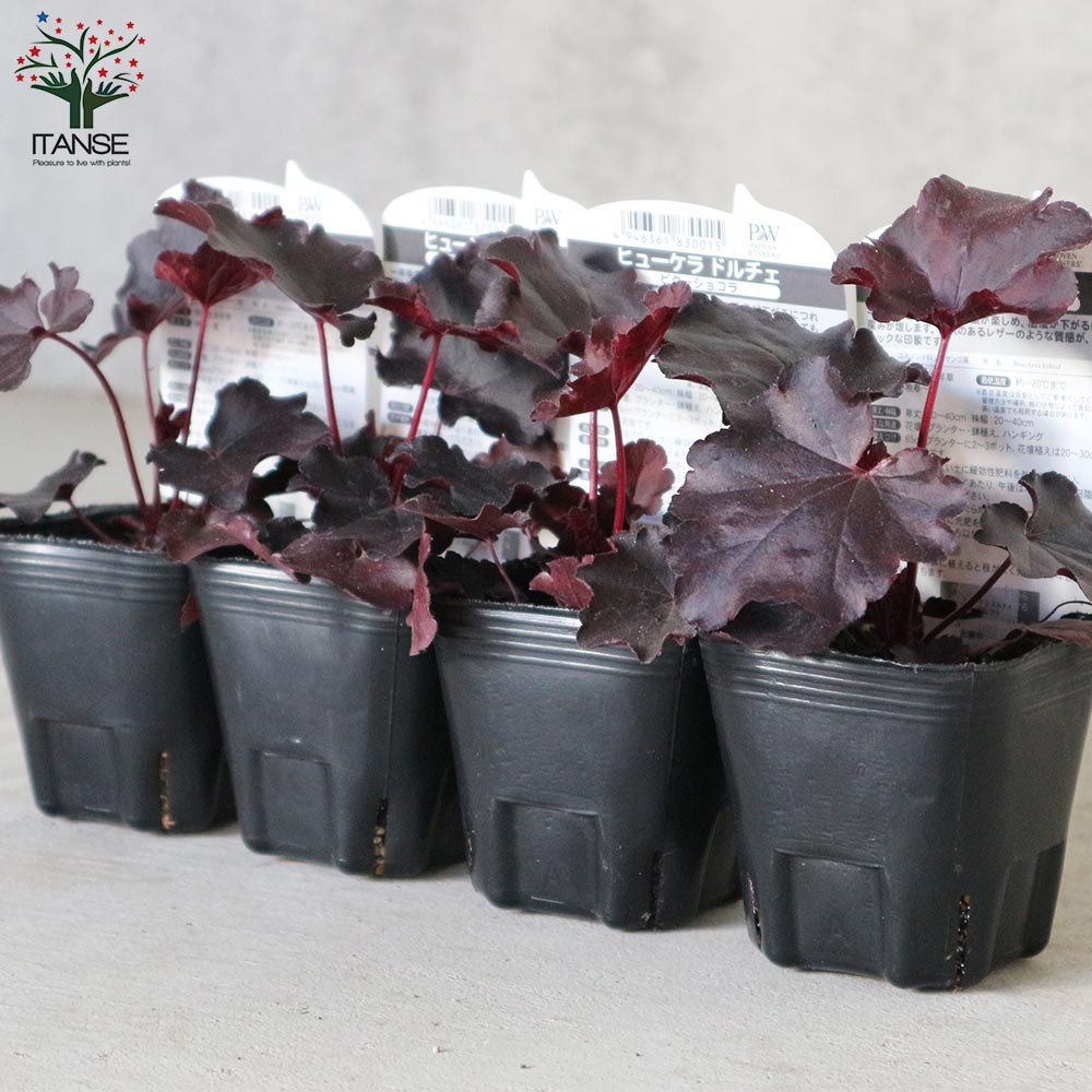 ヒューケラ・ドルチェ・ビターショコラ【花苗 9cmポット苗 カラーリーフ・多年草】