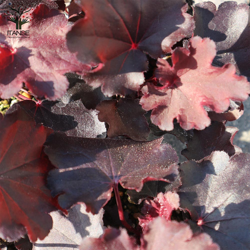 ヒューケラ・ドルチェ・ビターショコラ【花苗 9cmポット苗 カラーリーフ・多年草】