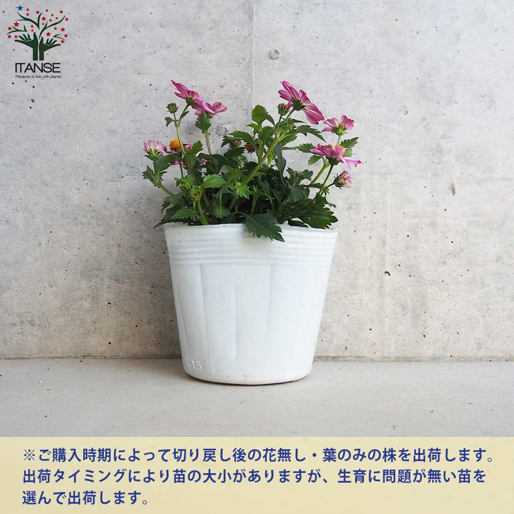ビデンス プリティインピンク【花苗 3.5号ポット】｜ 【植物の