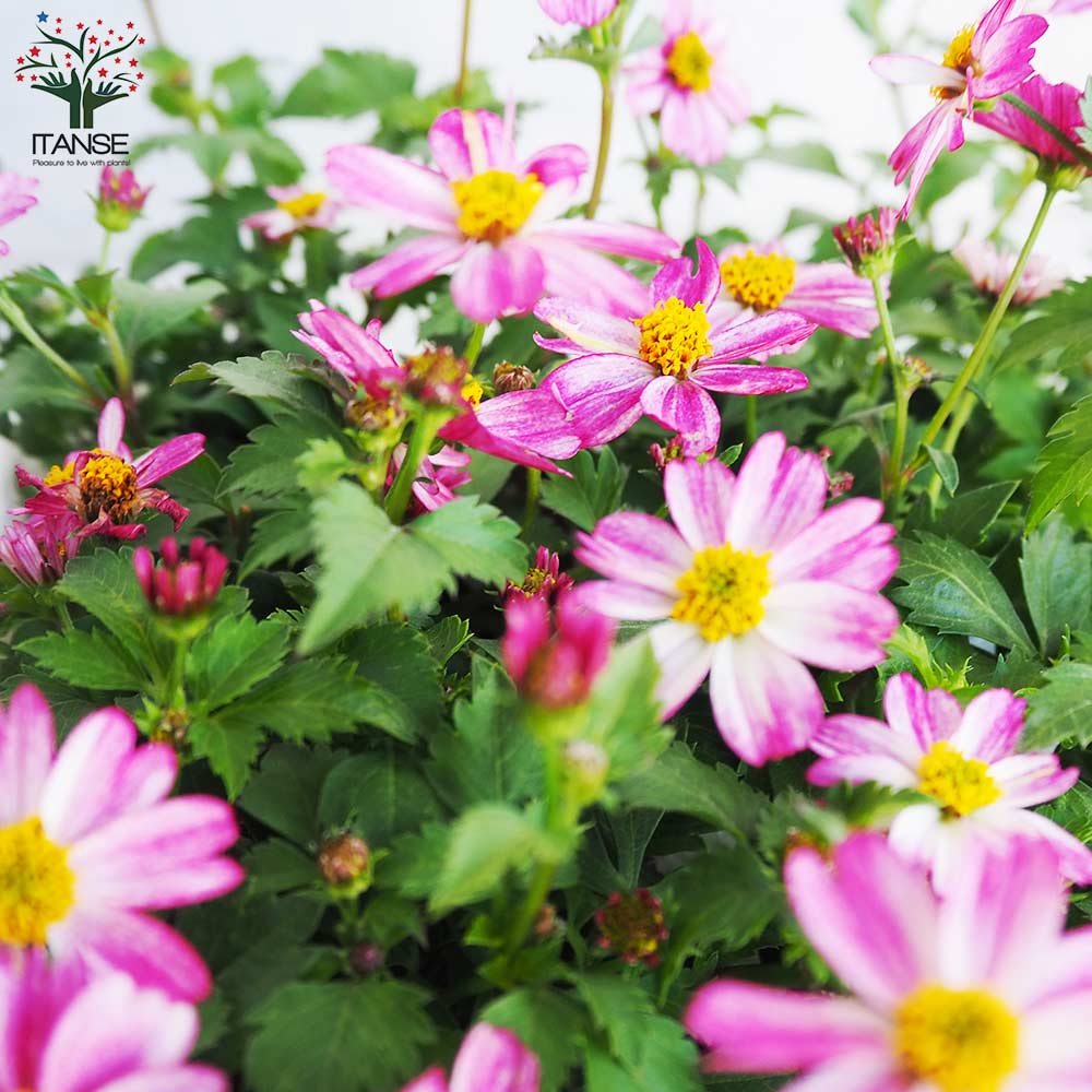 ビデンス プリティインピンク【花苗 3.5号ポット】｜ 【植物の