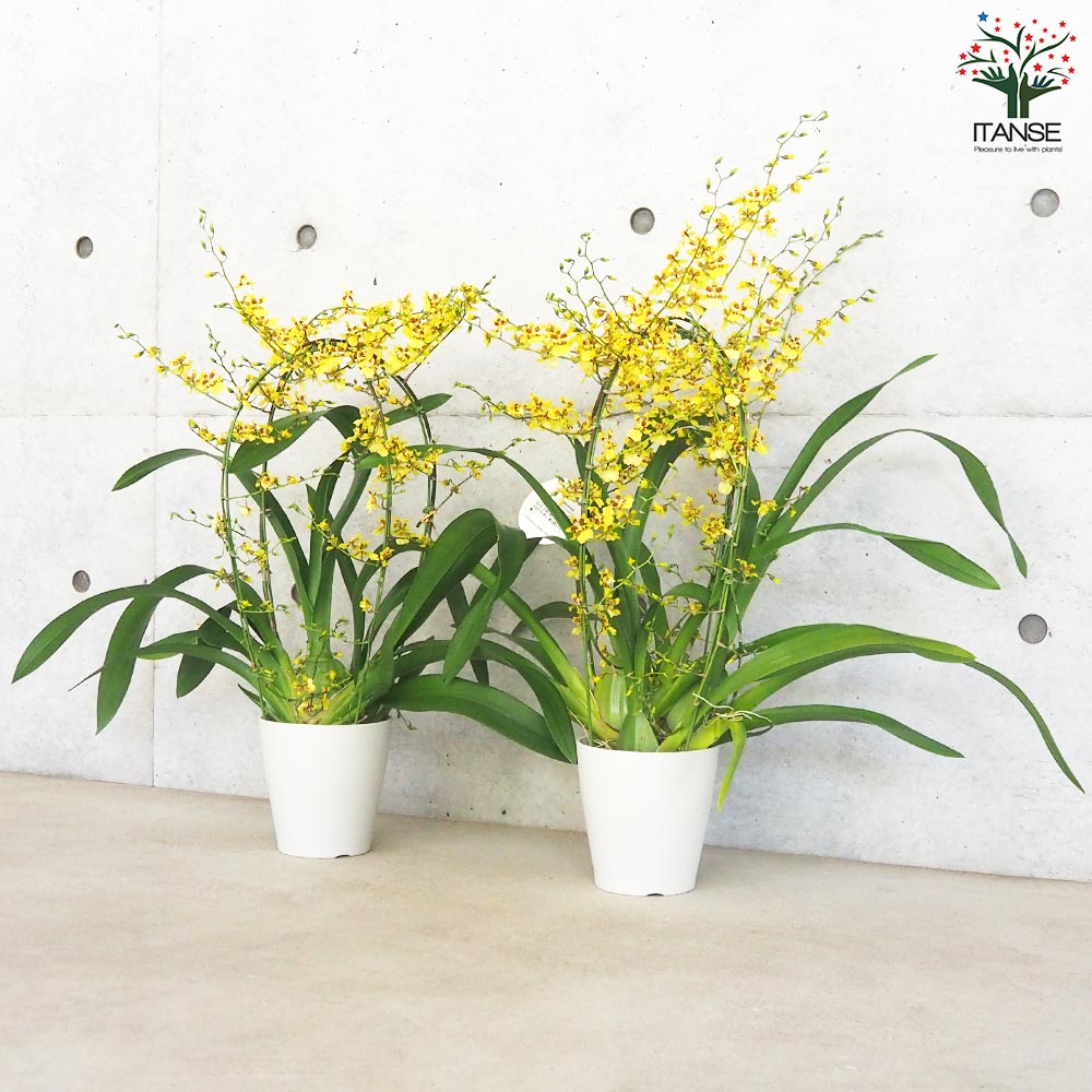 ミルトニジウム ゴージャス 行燈仕立て【花苗 5号鉢】｜ 【植物の