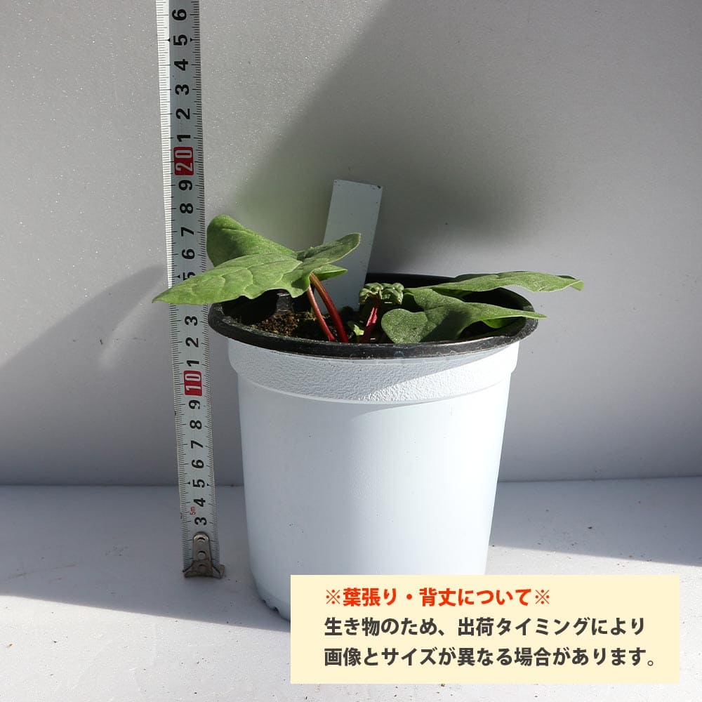 ルバーブの苗のお問い合わせへのお返事 ルバーブの苗 西洋野菜苗【ハーブの苗 15cmポット大苗】｜ 【植物の