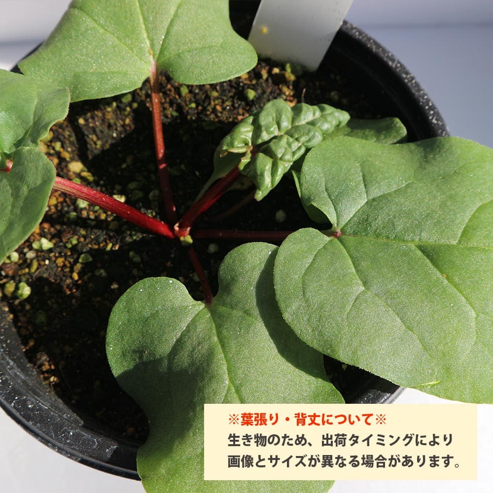ルバーブの苗 西洋野菜苗【ハーブの苗 15cmポット大苗】｜ 【植物の