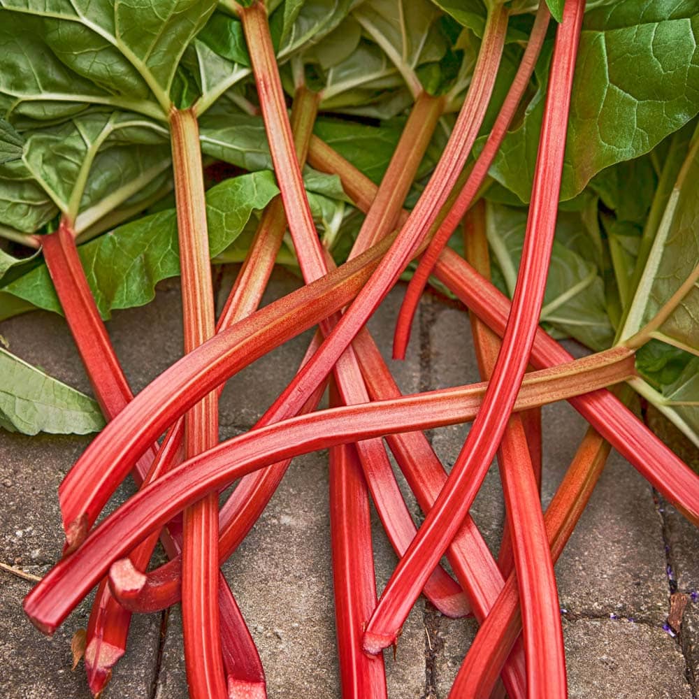 ルバーブの苗 西洋野菜苗【ハーブの苗 15cmポット大苗】｜ 【植物の