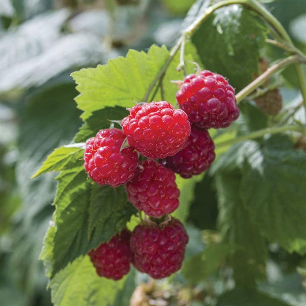 【限定1鉢】【25年苗】ラズベリー　苗　カスケードデライト　当たり個体 限定1鉢】【25年苗】ラズベリー 苗 カスケードデライト 当たり個体