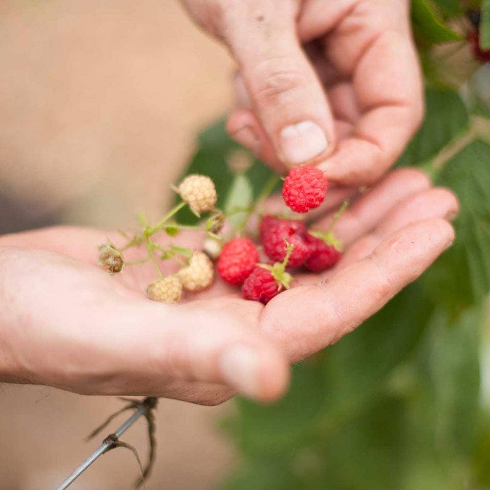ラズベリーの苗木 サマーフェスティバル【果樹苗 1年生 挿木苗9cm