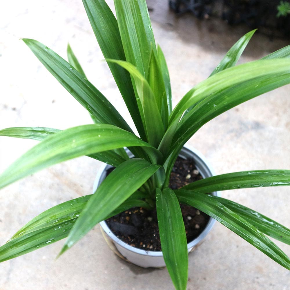 パンダンリーフ苗 アジアハーブ セット 2 ニオイタコノキ パンダン