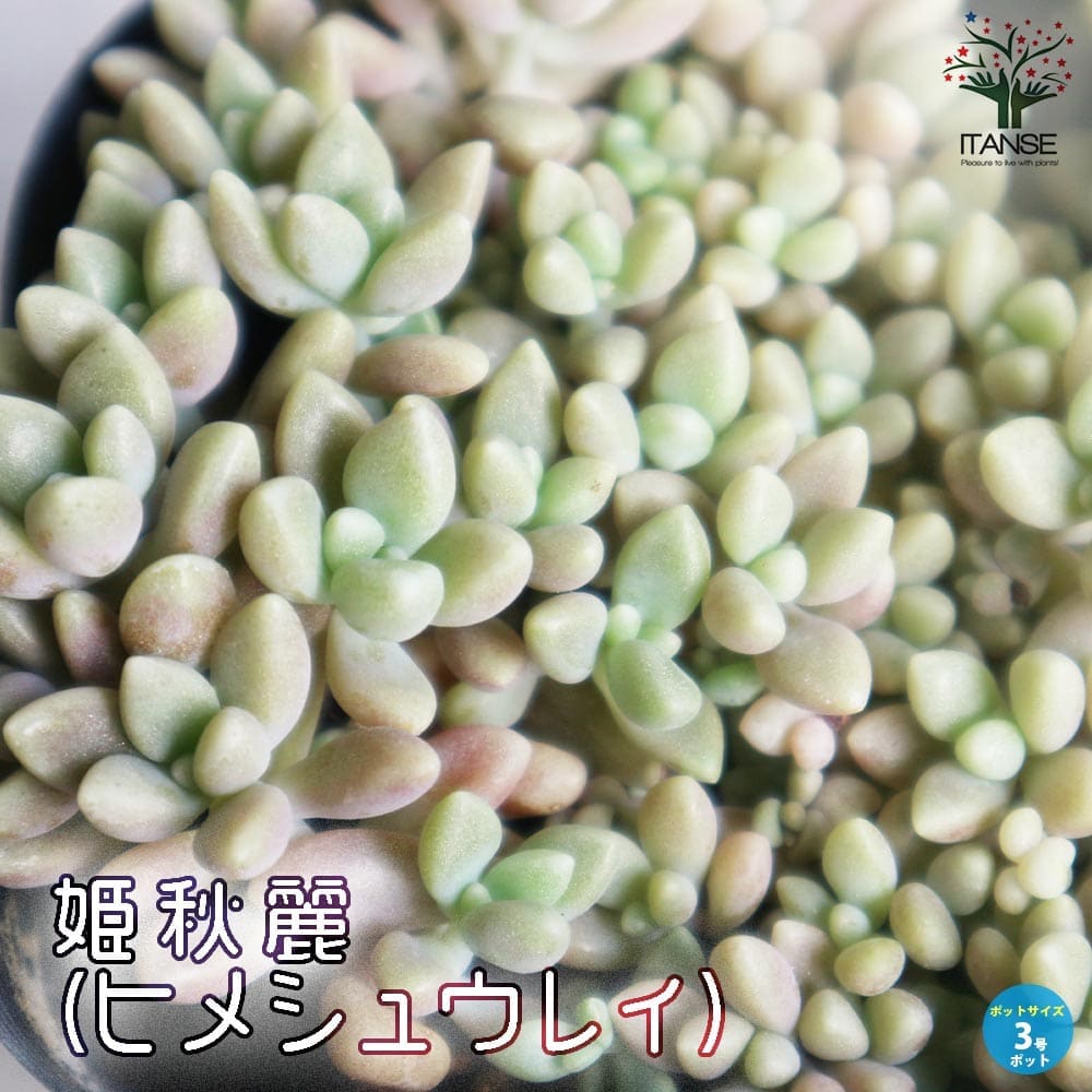 姫秋麗 (ヒメシュウレイ) 【多肉植物 3号ポット】｜ 【植物の