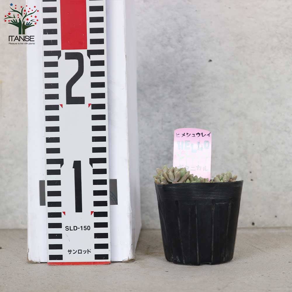ご確認用　多肉姫秋麗 多肉植物 グラプトペタルム ミリナエ錦 姫秋麗錦（ヒメ